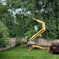 How Our Tree Care Process Works  in  Early, TX